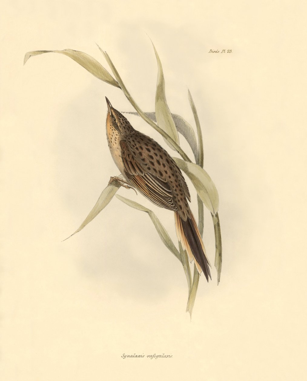 Ornitologia: "Synallaxis rufogularis" opisany przez Karola Darwina podczas wyprawy na pokładzie statku Beagle. Plansza z "The zoology of the voyage of H.M.S. Beagle. Flight. III, Ptaki opisane przez Johna Goulda, ze wzmianką o ich zwyczajach autorstwa Karo autorstwa Unbekannter Künstler