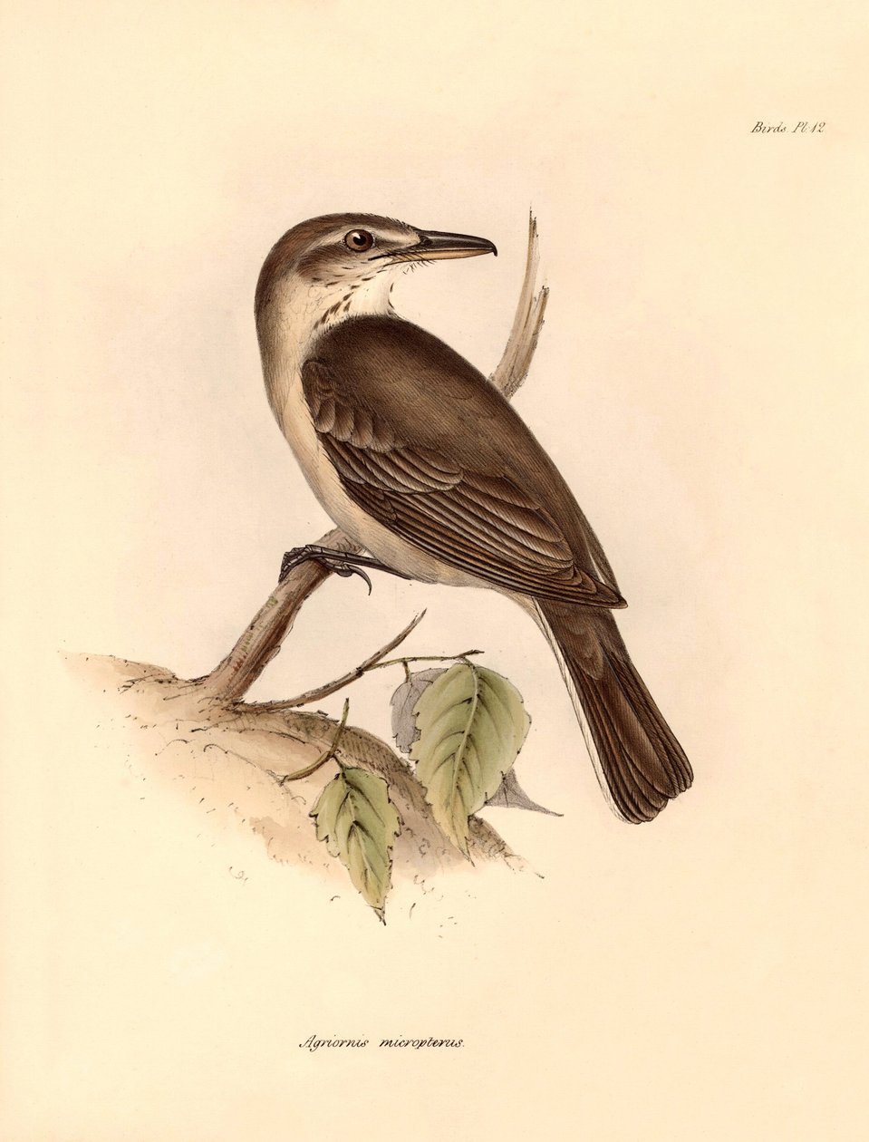 Ornitologia: "Agriornis micropterus" lub argentyński gaucho opisany przez Karola Darwina podczas jego podróży badawczej na pokładzie statku Beagle. Plansza z "Zoologii podróży H.M.S. Beagle pod dowództwem kapitana Fitzroya w latach 1832-1832". autorstwa Unbekannter Künstler