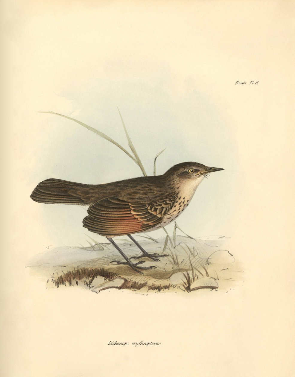 Ornitologia: "Hymenops perspicillata" z rodziny ptaków opisanych przez Karola Darwina podczas jego podróży badawczej na pokładzie statku Beagle. Plansza z "Zoologii podróży H.M.S. Beagle pod dowództwem kapitana Fitzroya w latach 1832-1832". autorstwa Unbekannter Künstler