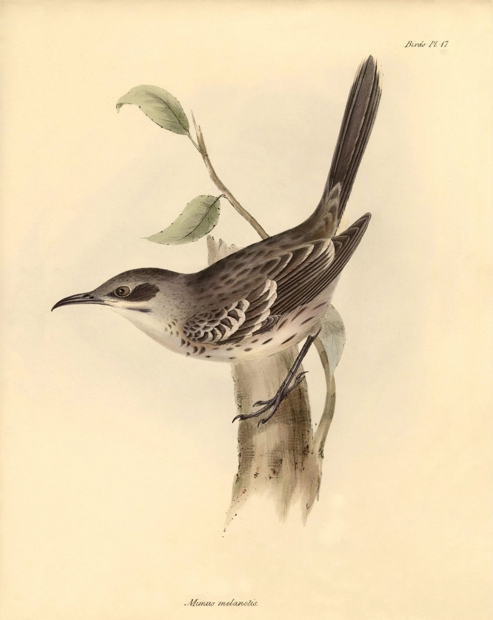 Ornitologia: "Mimus melanotis" z rodziny szyderców opisany przez Karola Darwina podczas jego podróży odkrywczej na pokładzie statku Beagle. Plansza z "Zoologii podróży H.M.S. Beagle pod dowództwem kapitana Fitzroya w latach 1832-1836". autorstwa Unbekannter Künstler