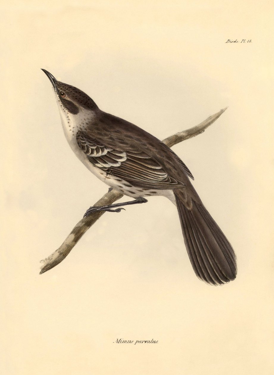 Ornitologia: "Mimus parnilus" z rodziny szyderców opisany przez Karola Darwina podczas jego podróży odkrywczej na pokładzie statku Beagle. Plansza z "Zoologii podróży H.M.S. Beagle pod dowództwem kapitana Fitzroya w latach 1832-1836". autorstwa Unbekannter Künstler