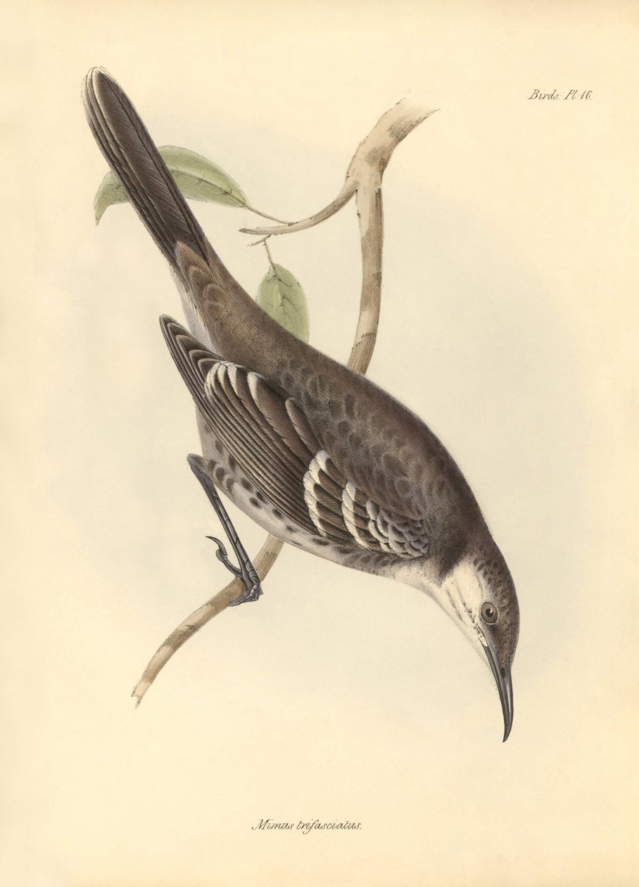 Ornitologia: "Mimus trifasciatus" z rodziny szyderców opisany przez Karola Darwina podczas jego podróży odkrywczej na pokładzie statku Beagle. Plansza z "Zoologii podróży H.M.S. Beagle pod dowództwem kapitana Fitzroya w latach 1832-1". autorstwa Unbekannter Künstler