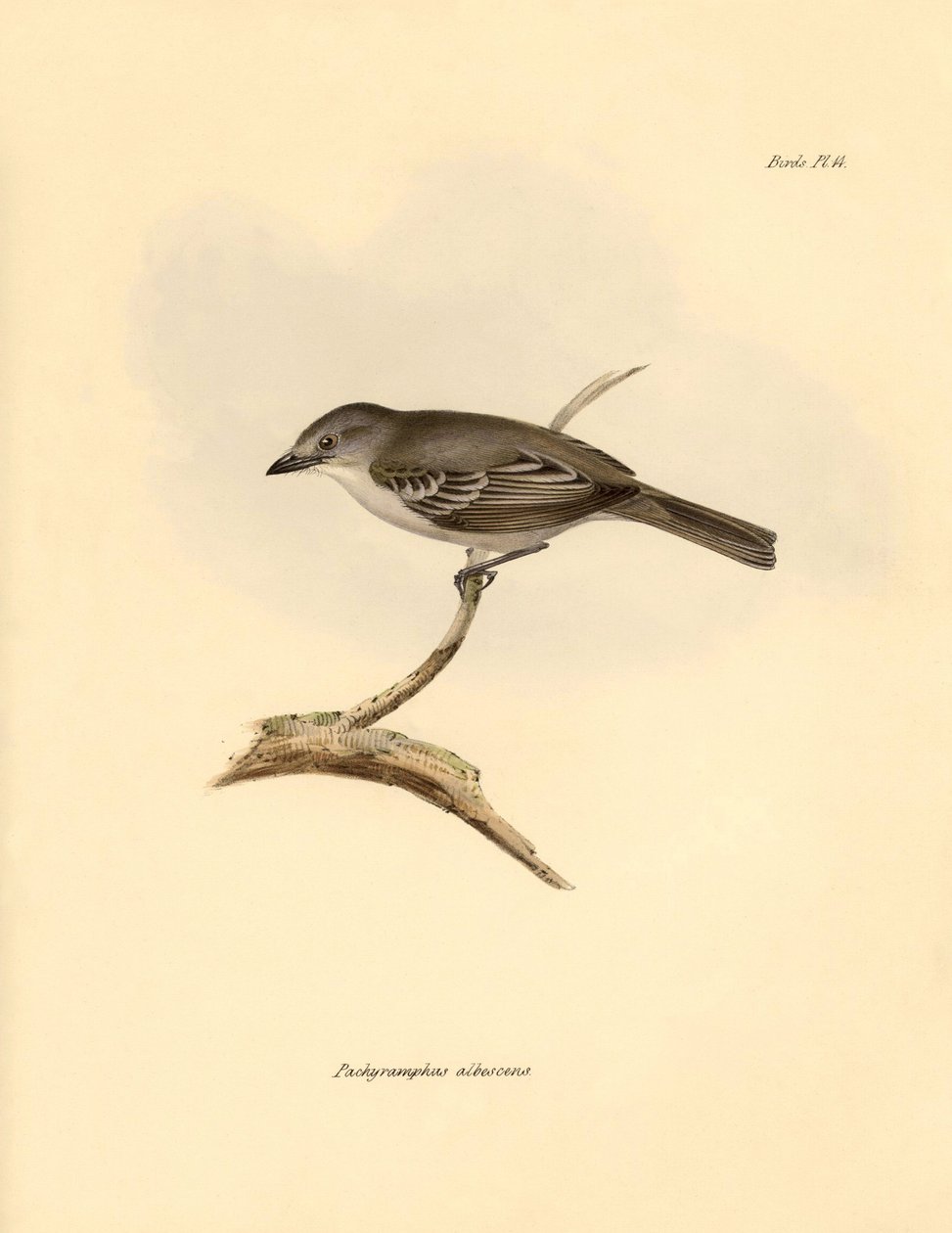 Ornitologia: "Pachyramphus albescens" z rodziny bukowatych opisany przez Karola Darwina podczas jego podróży badawczej na pokładzie statku Beagle. Plansza z "Zoologii podróży H.M.S. Beagle pod dowództwem kapitana Fitzroya w latach 1832-1832". autorstwa Unbekannter Künstler