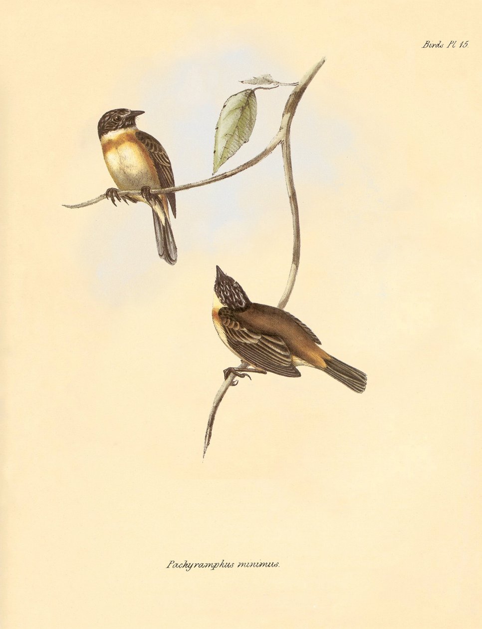Ornitologia: "Pachyramphus minimus" z rodziny bukowatych opisany przez Karola Darwina podczas jego podróży badawczej na pokładzie statku Beagle. Plansza z "Zoologii podróży H.M.S. Beagle pod dowództwem kapitana Fitzroya w latach 1832-1". autorstwa Unbekannter Künstler