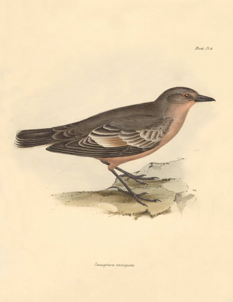 Ornitologia: "Taenioptera variegata" opisana przez Karola Darwina podczas jego podróży badawczej na pokładzie statku Beagle. Plansza z "Zoologii podróży H.M.S. Beagle pod dowództwem kapitana Fitzroya w latach 1832-1836, zredagowanej i uzupełnionej przez Ka autorstwa Unbekannter Künstler