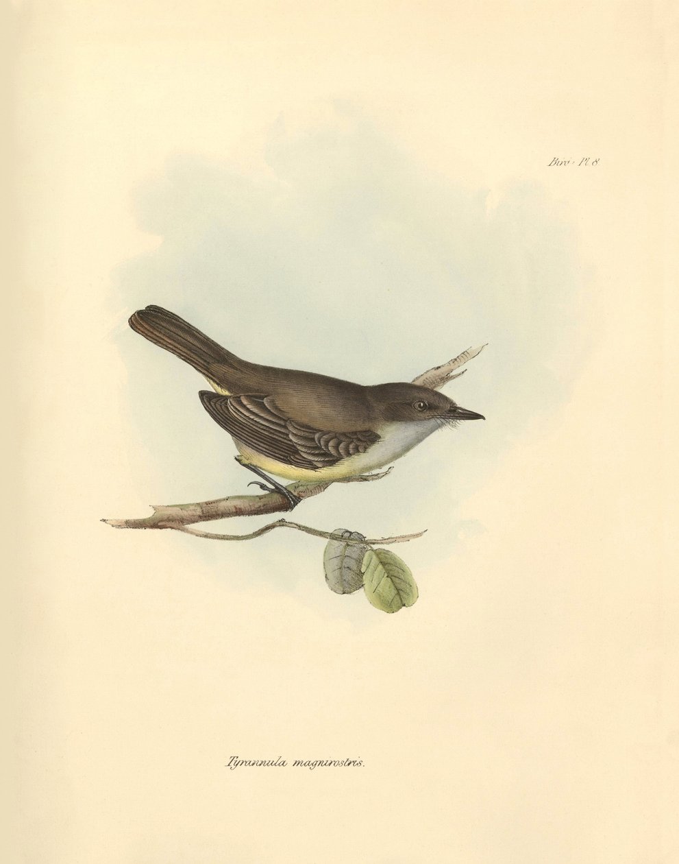 Ornitologia: "Tyrannula magnirostris" z rodziny ptaków opisanych przez Karola Darwina podczas jego podróży badawczej na pokładzie statku Beagle. Plansza z "Zoologii podróży H.M.S. Beagle pod dowództwem kapitana Fitzroya w latach 1832-1832". autorstwa Unbekannter Künstler