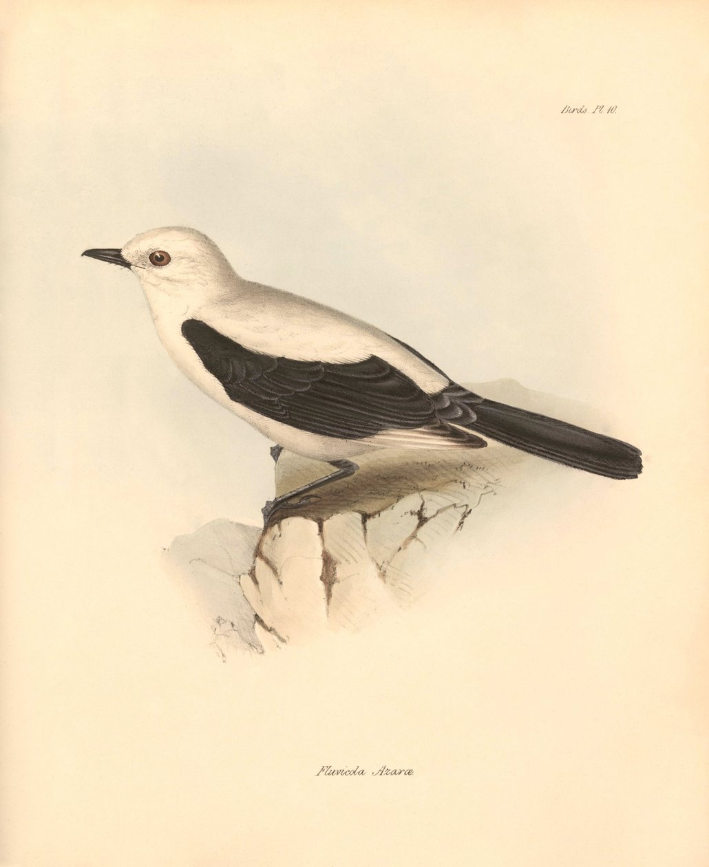 Ornitologia: "fluvicola azarea" lub muchołówka opisana przez Karola Darwina podczas jego podróży badawczej na pokładzie statku Beagle. Plansza z "Zoologii podróży statku H.M.S. Beagle pod dowództwem kapitana Fitzroya w latach 1832-1836" wyd. autorstwa Unbekannter Künstler