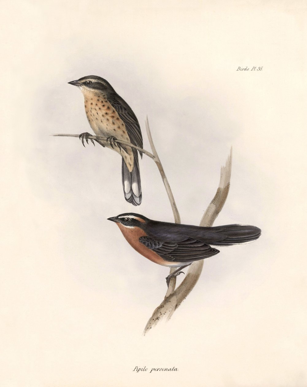 Ornitologia: "Tohi (lub pipilo)" Opis wróblowatych zaobserwowanych przez Karola Darwina (1809-1882) podczas wyprawy na pokładzie statku Beagle. Plansza z "The zoology of the voyage of H.M.S. Beagle. Flight. III, Birds described by John Gould, with notice o autorstwa Unbekannter Künstler