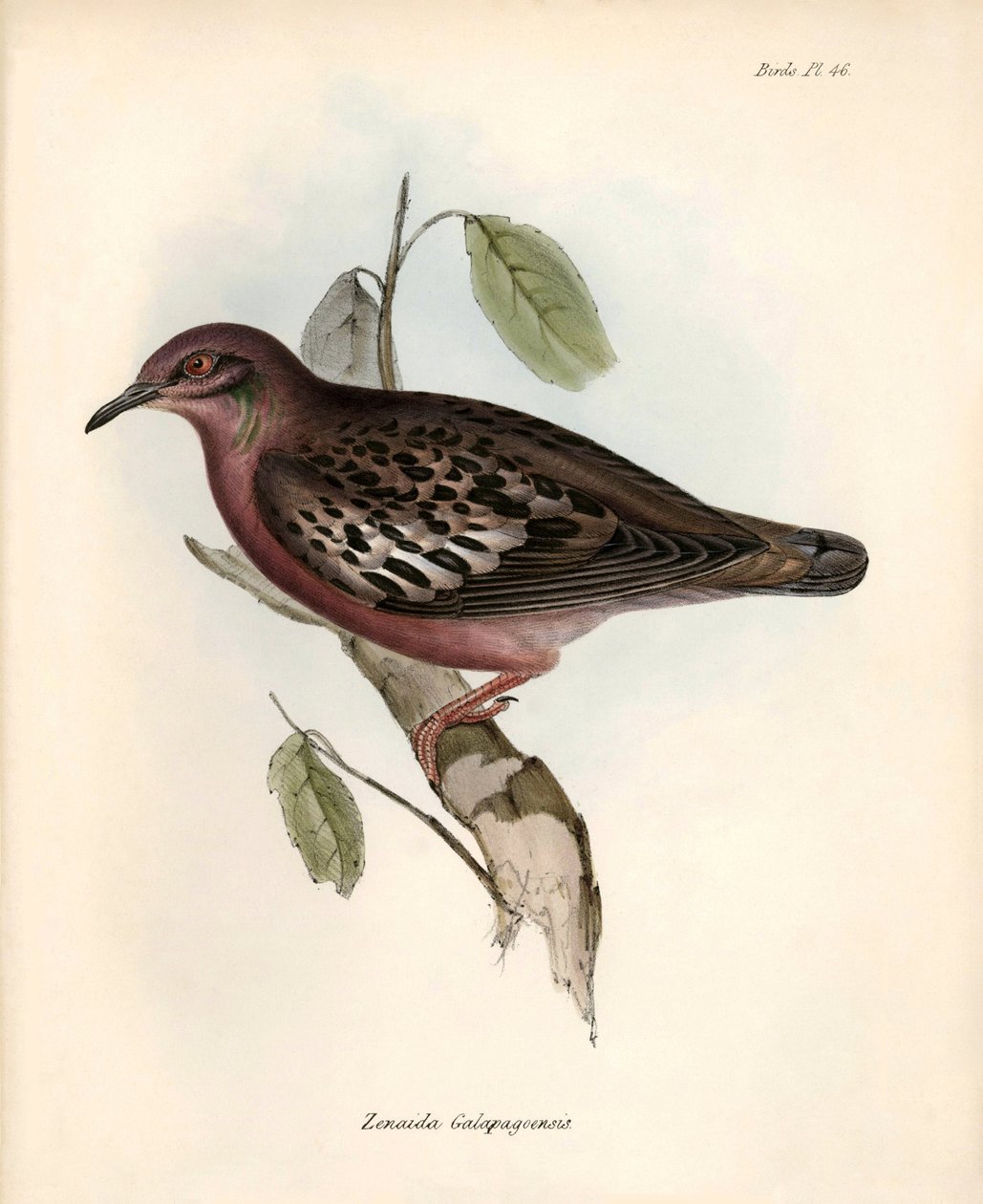 Ornitologia: "Zenaida Galapagoensis" gołąb z Galapagos zaobserwowany i opisany przez Karola Darwina podczas jego wyprawy na pokładzie statku Beagle. Plansza z "The zoology of the voyage of H.M.S. Beagle. Flight. III, Birds described by John Gould, with not autorstwa Unbekannter Künstler