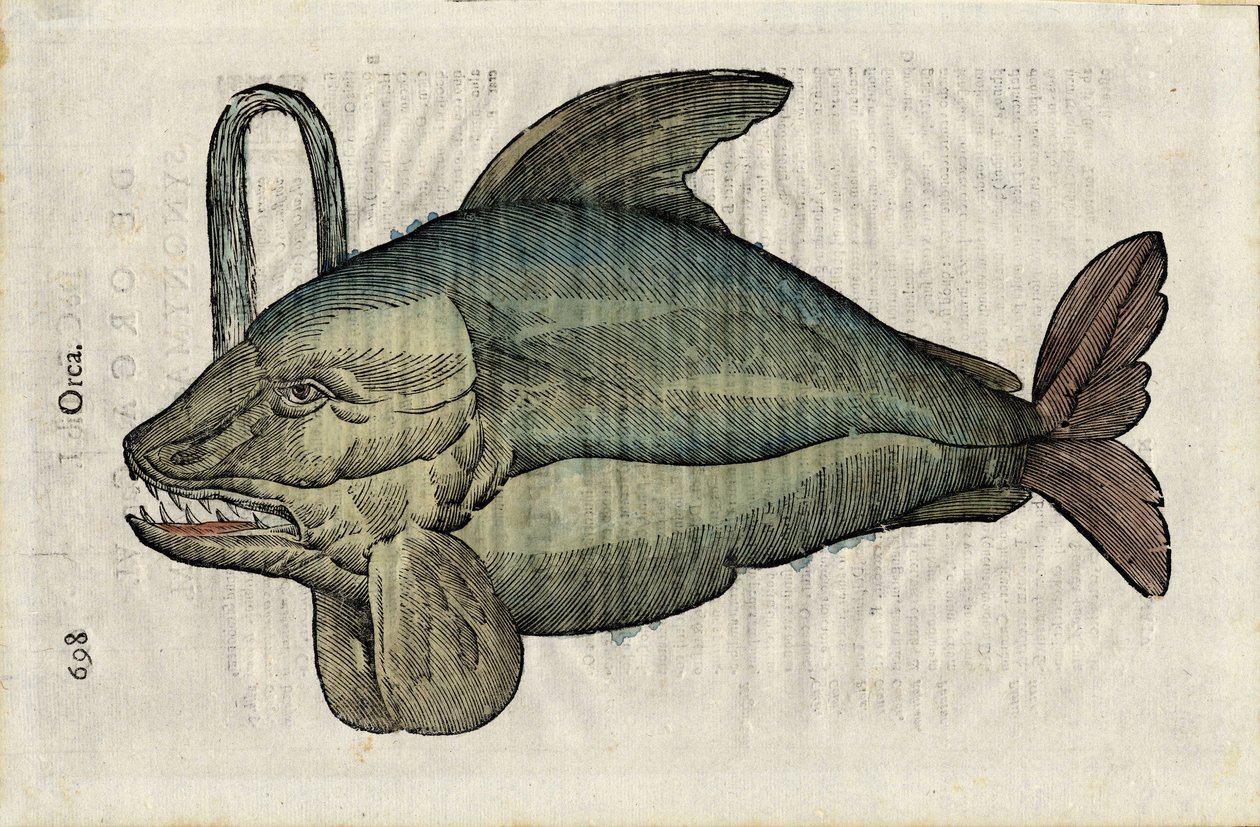 Orque (monstrualne przedstawienie orki lub epaularda) w "Ulyssis Aldrouandi... De piscibus libri V et de cetis lib. vnus/Ioannes Cornelius Vteruerius... collegit; Marc. Antonius Bernia in lucem restituit... ", zajmuje się historią naturalną Ulissów autorstwa Unbekannter Künstler