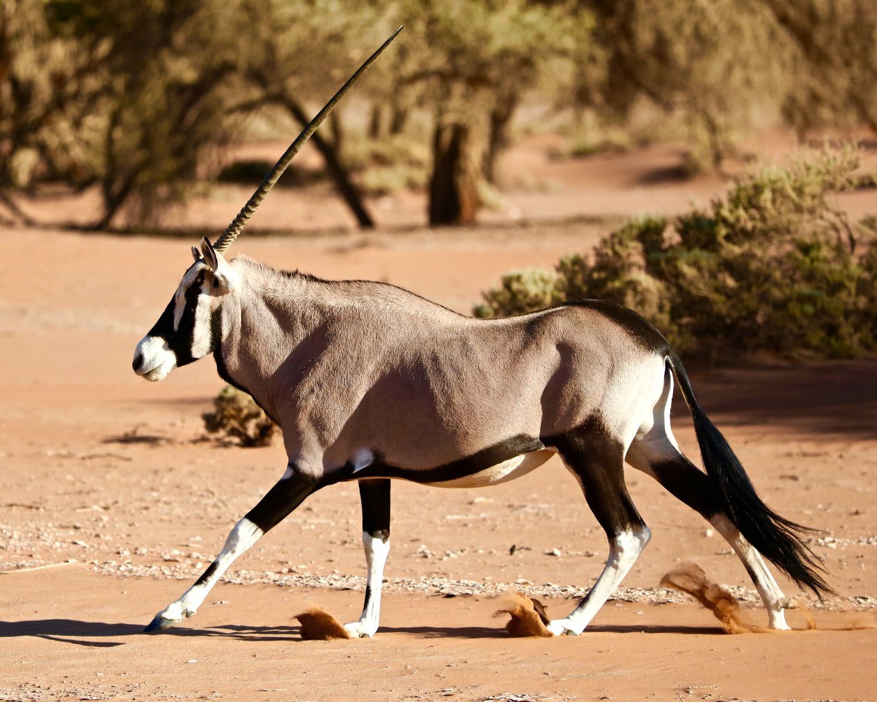 Oryks, Pustynia Namib, 2017 (zdjęcie) autorstwa Unbekannter Künstler