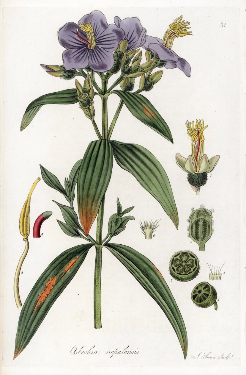 Osbeckia z Nepalu - litografia J. Swana, na podstawie ilustracji Williama Jacksona Hookera (1785-1865), fragment Flora Exotic, Szkocja autorstwa Unbekannter Künstler