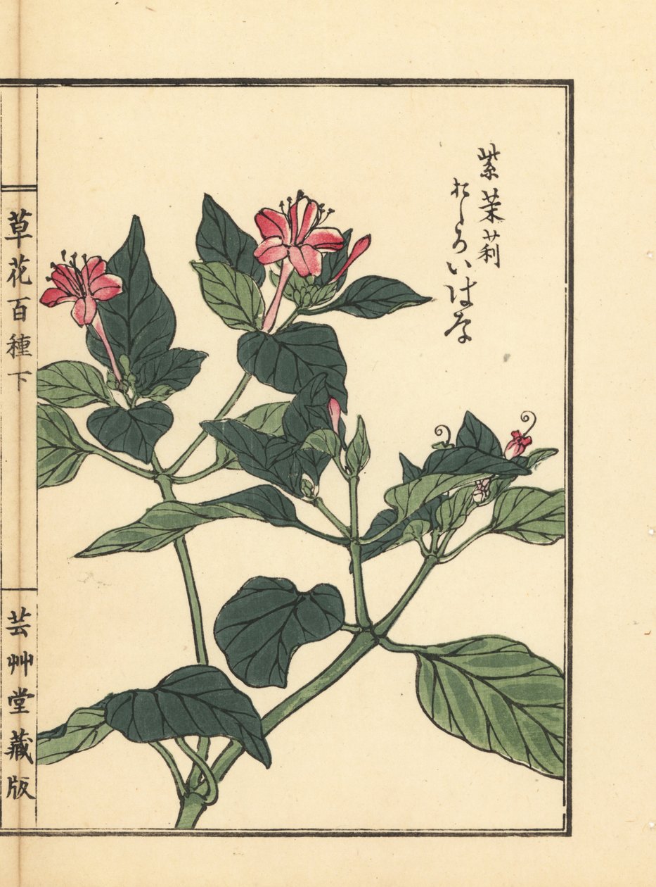Oshiroibana lub cud Peru, Mirabilis jalapa. Ręcznie kolorowany drzeworyt autorstwa Kono Bairei z Kusa Bana Hyakushu (Sto odmian kwiatów), Tokio, Yamada autorstwa Unbekannter Künstler
