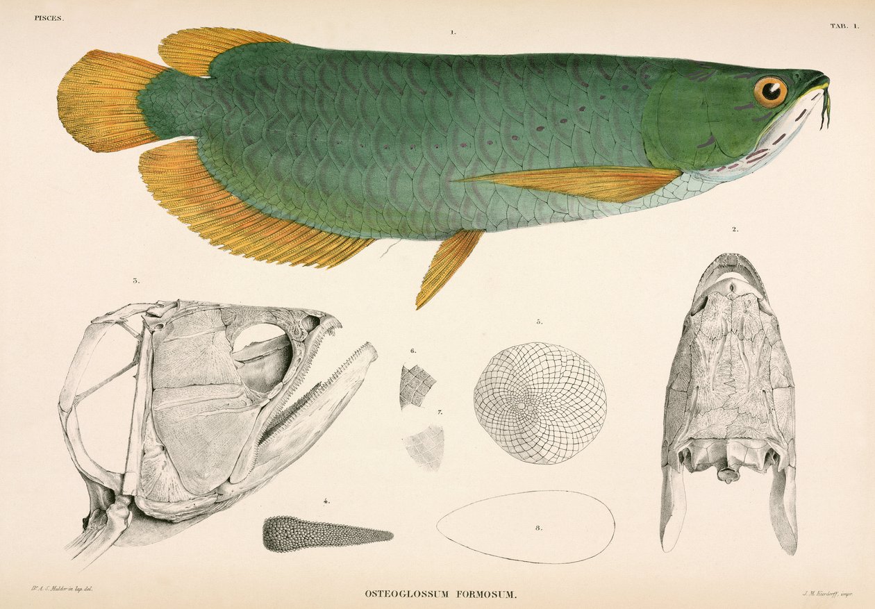 Osteoglossum formosum, Indonezja autorstwa Unbekannter Künstler