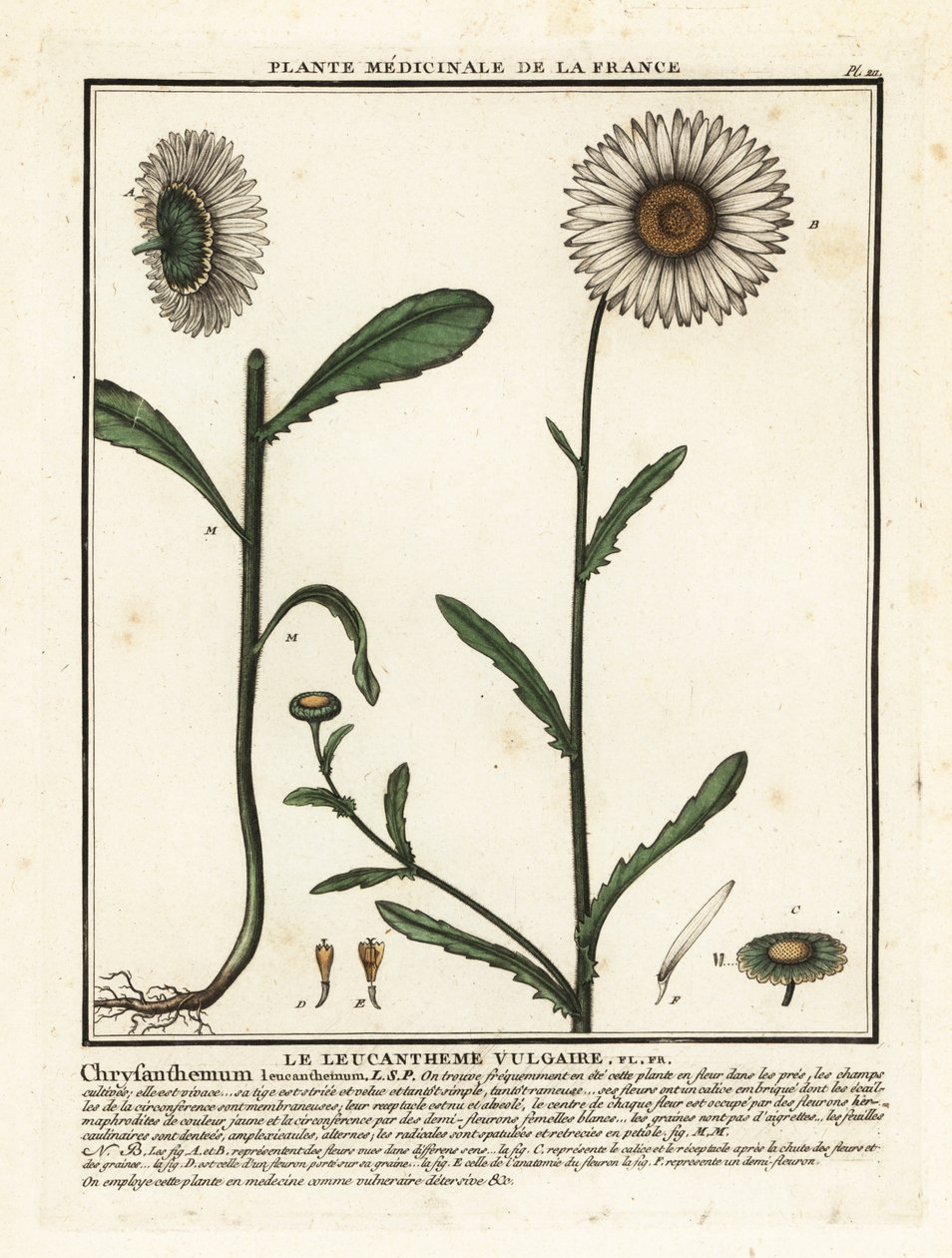 Stokrotka wół, Leucanthemum vulgare. autorstwa Unbekannter Künstler