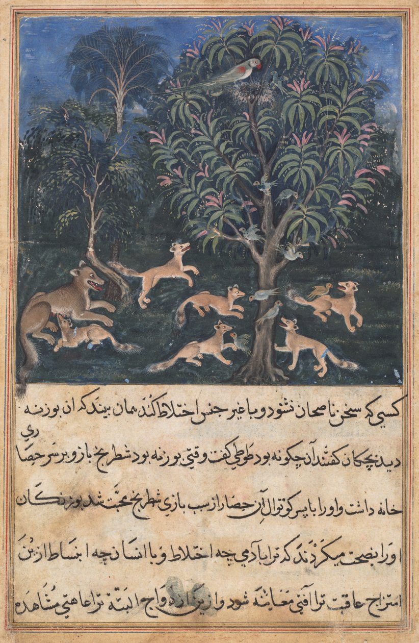 Strona z Tales of a Parrot (Tuti-nama): Piąta noc: Papuga matka ostrzega swoje młode przed niebezpieczeństwem zabawy z lisami, 1560 (nieprzezroczysta akwarela, złoto i tusz na papierze) autorstwa Unbekannt