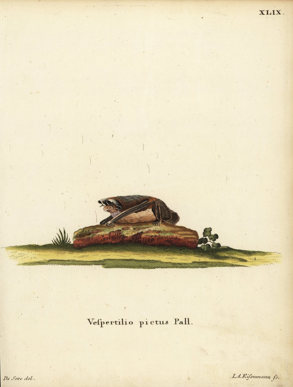 Nietoperz wełnistoszczypcy, Kerivoula picta. Vespertilio pictus Linn. Ręcznie kolorowany miedzioryt Jakoba Andreasa Eisenmanna według ilustracji Jacques