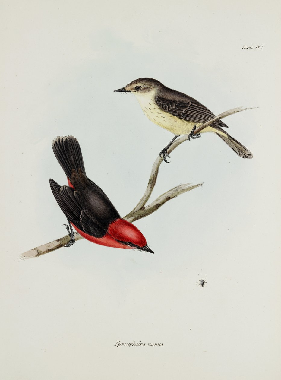 Para ptaków, ok. 1832-1836 autorstwa Unbekannter Künstler