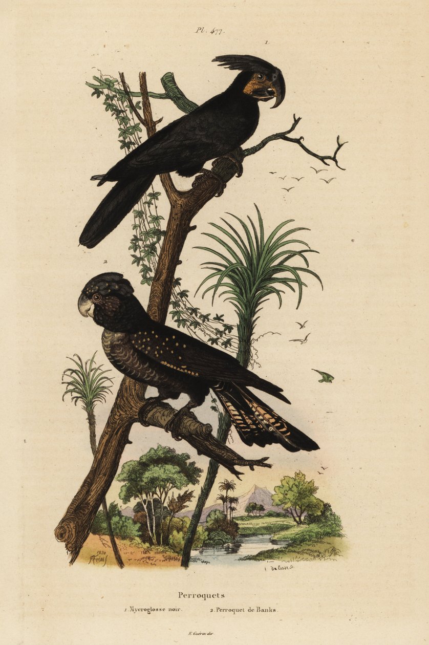 Kakadu palmowa, Probosciger aterrimus i kakadu rudosterna, Calyptorhynchus Banks Mycroglosse noir et Perroquet de Banks autorstwa Unbekannt