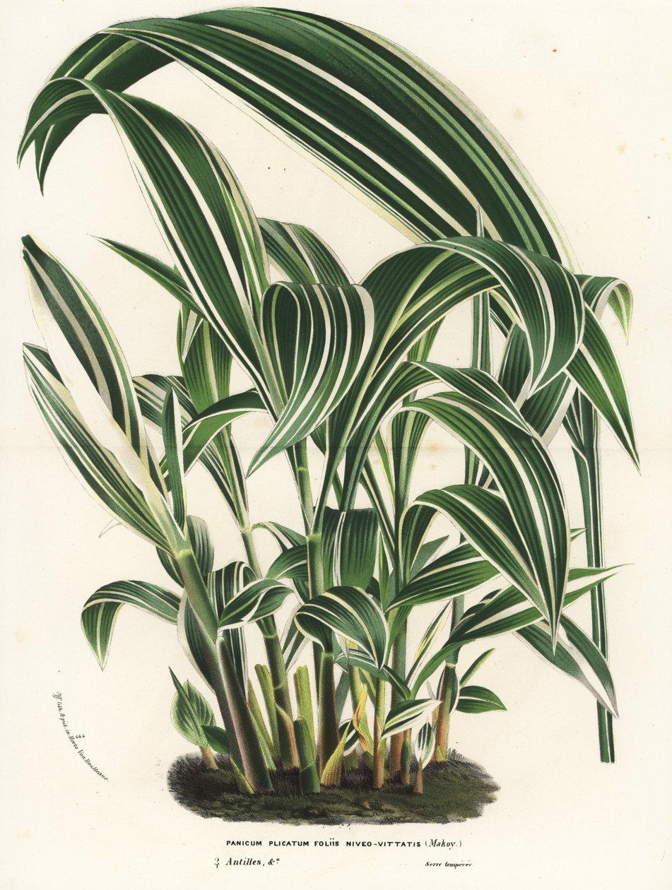 Trawa palmowa, Setaria palmifolia (Panicum plicatum foliis level-vittatis). Ręcznie kolorowana litografia z książki Louisa van Houtte