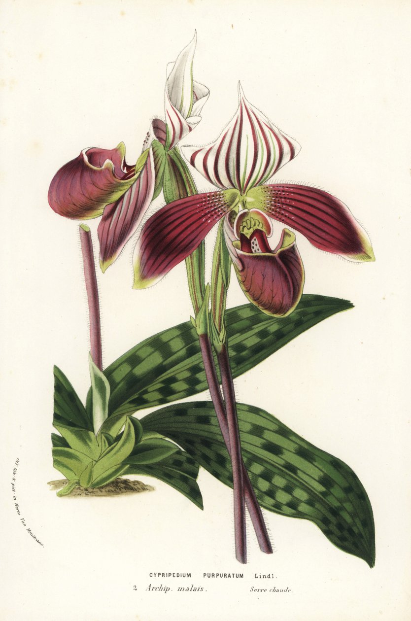 Storczyk Paphiopedilum purpurpuratum (Cypripedium purpuratum). Ręcznie kolorowana litografia z książki Louisa van Houtte