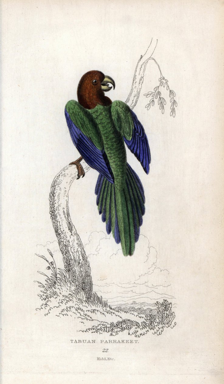 Papużka falista, Prosopeia tabuensis. Psittacus tabuensis. Litografia Josepha Kidda, na podstawie rysunku Johna Audubona, w Miscellany of Natural History: Parrots, Sir Thomas DiK Lauder and Captain Thomas Brown, opublikowanym w Edynburgu, Szkocja, w 183 ro autorstwa Unbekannter Künstler