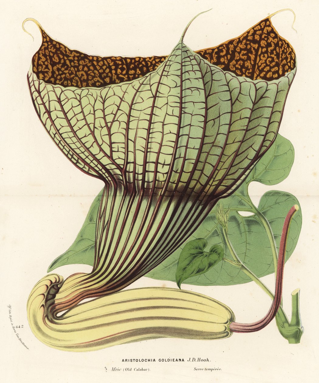 Pararistolochia goldieana (Aristolochia goldieana). Ręcznie kolorowana litografia z dzieła Louisa van Houtte