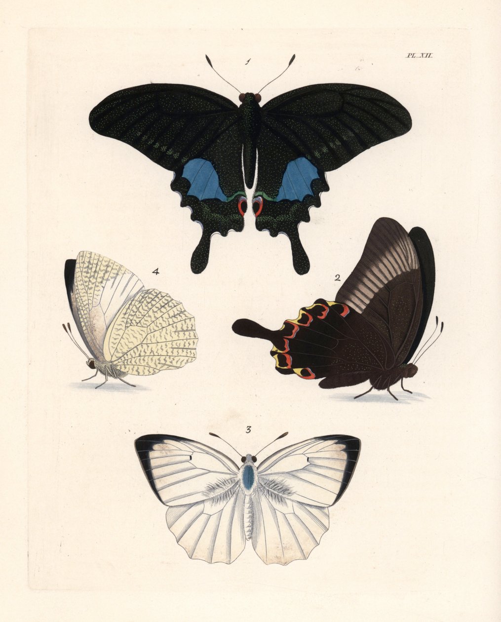 Motyl pawik paryski, Papilio paris 1,2, i cętkowany emigrant, Catopsilia pyranthe 3.4. Ręcznie kolorowana litografia z nowego wydania "Illustrations of Exotic Entomology" Dru Drury