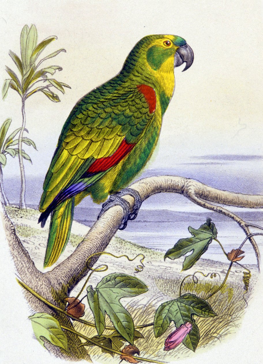 Papuga z niebieskim czołem, ok. 1850 r. (rycina) autorstwa Unbekannter Künstler