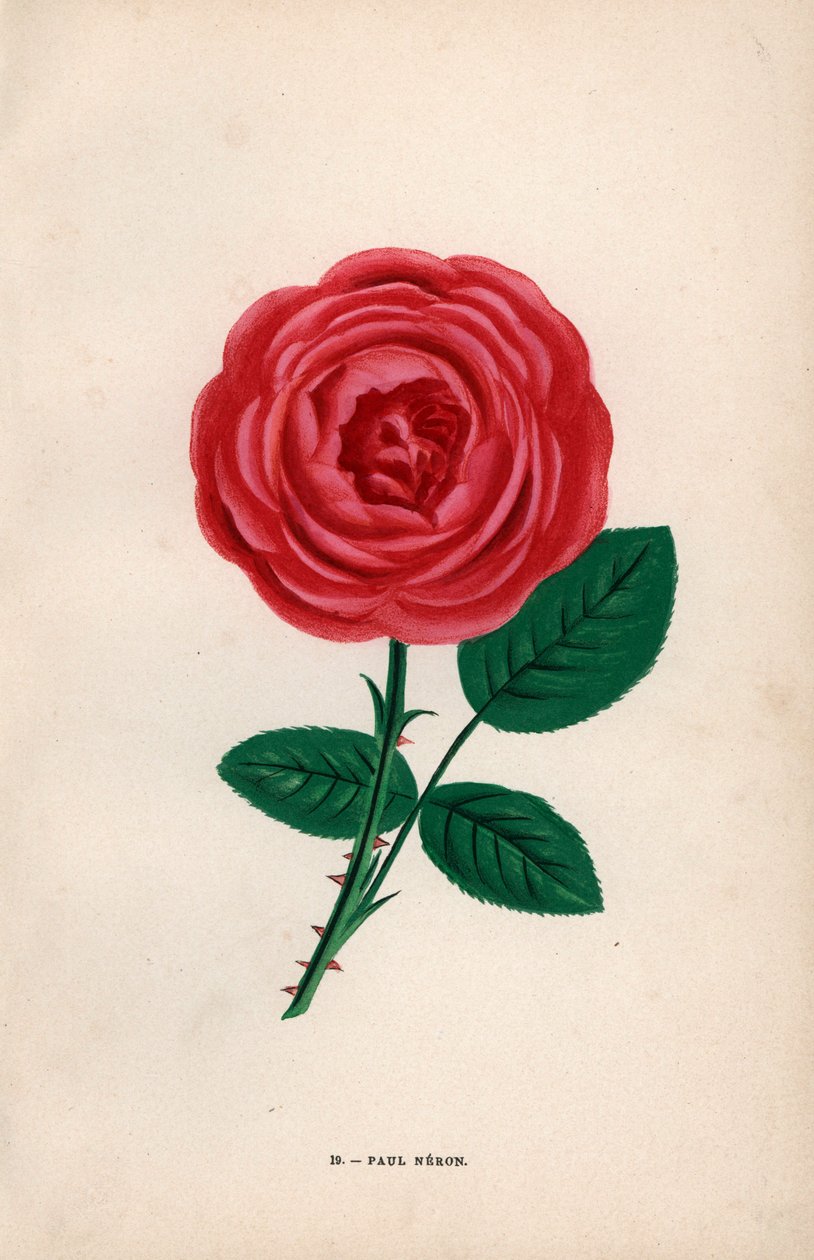 Róża Paul Neron, szkarłatna hybryda wyhodowana przez Monsieur Levet w Lyonie w 1869 roku. Chromolitografia narysowana i litografowana według natury przez F. Grobona na podstawie "Les Roses" Hippolyte