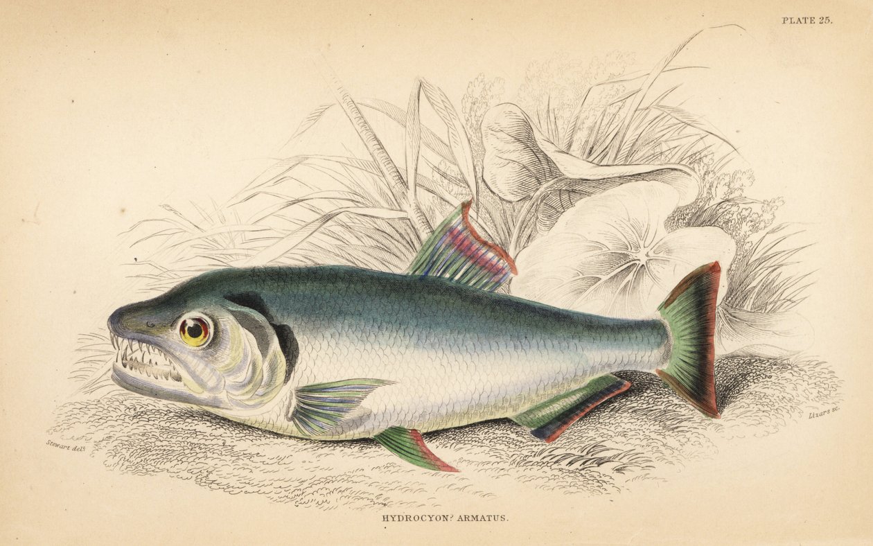 Payara, Hydrolycus armatus (Hydrocyon o silnych zębach, Hydrocyon armatus). Ręcznie kolorowany staloryt autorstwa W.H. Lizarsa na podstawie ilustracji Jamesa Stewarta z Fishes of Guiana Roberta Schomburga, części Naturalist