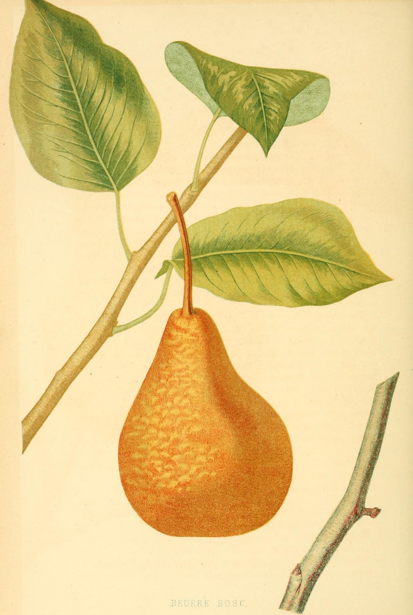 Gruszka odmiany Boscs bottle pear, stara odmiana gruszki autorstwa Unbekannter Künstler