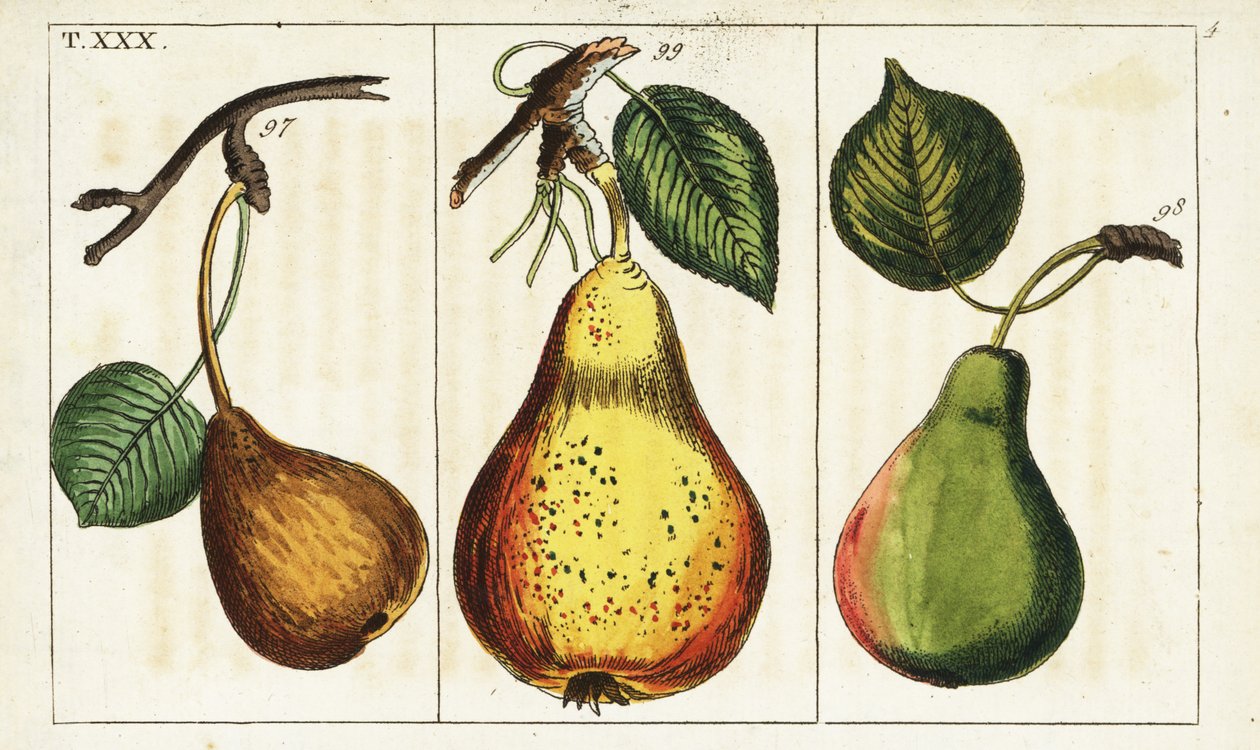 Odmiany gruszek, Pyrus communis. autorstwa Unbekannter Künstler