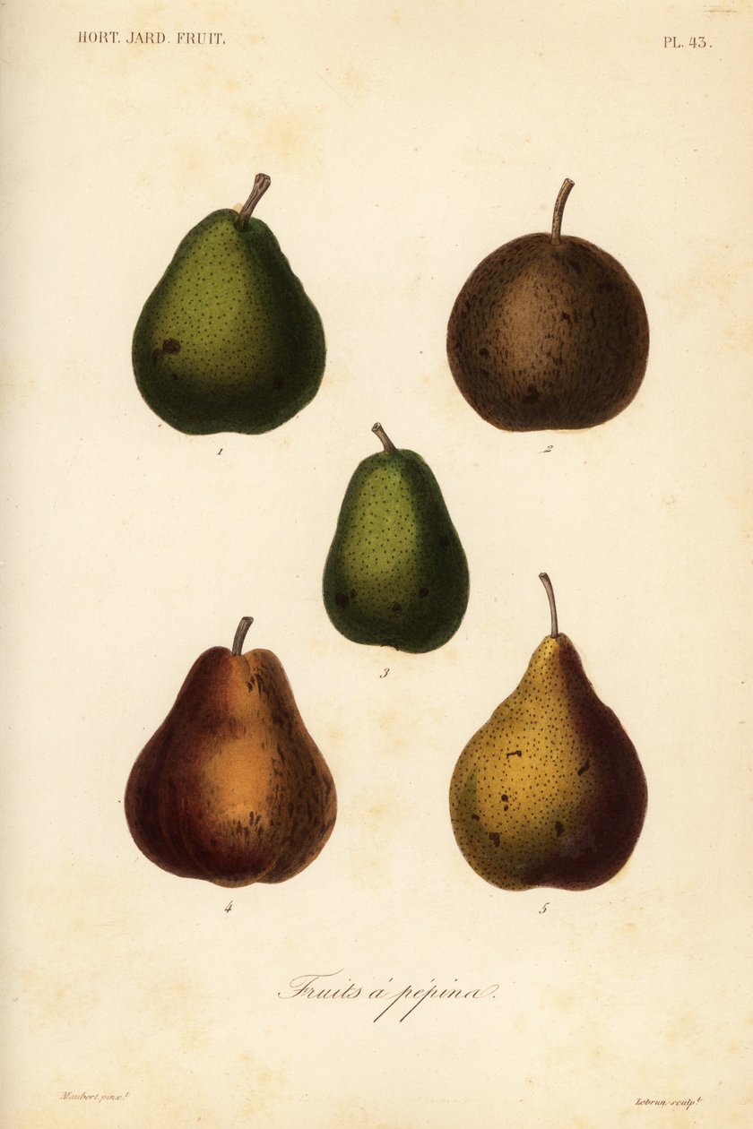 Kilka odmian, Pyrus communis autorstwa Unbekannt