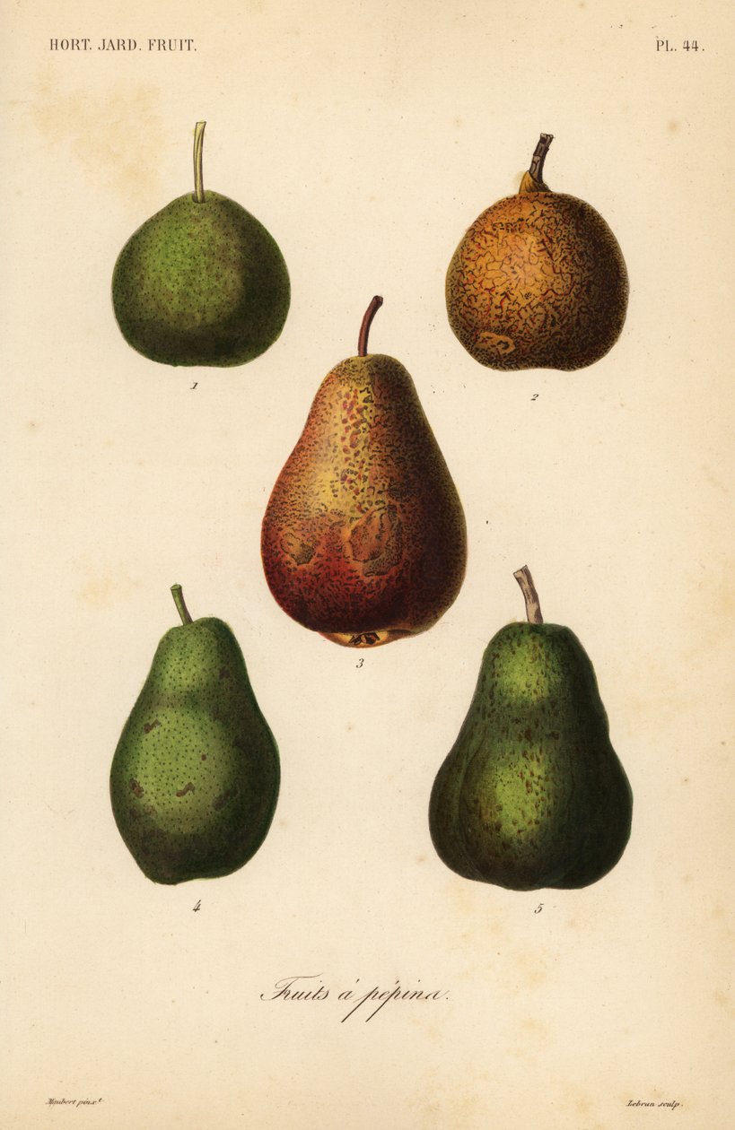 Kilka odmian, Pyrus communis autorstwa Unbekannt