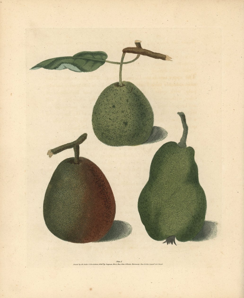 Odmiany gruszy, Pyrus communis: Cressan, Gansell