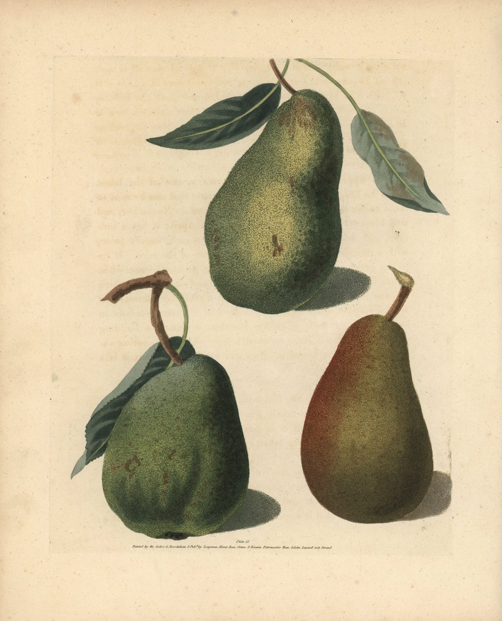 Odmiany gruszy, Pyrus communis: Saint Germain, Colmar i Brown Beuree. Ręcznie kolorowana sztychowana ilustracja George