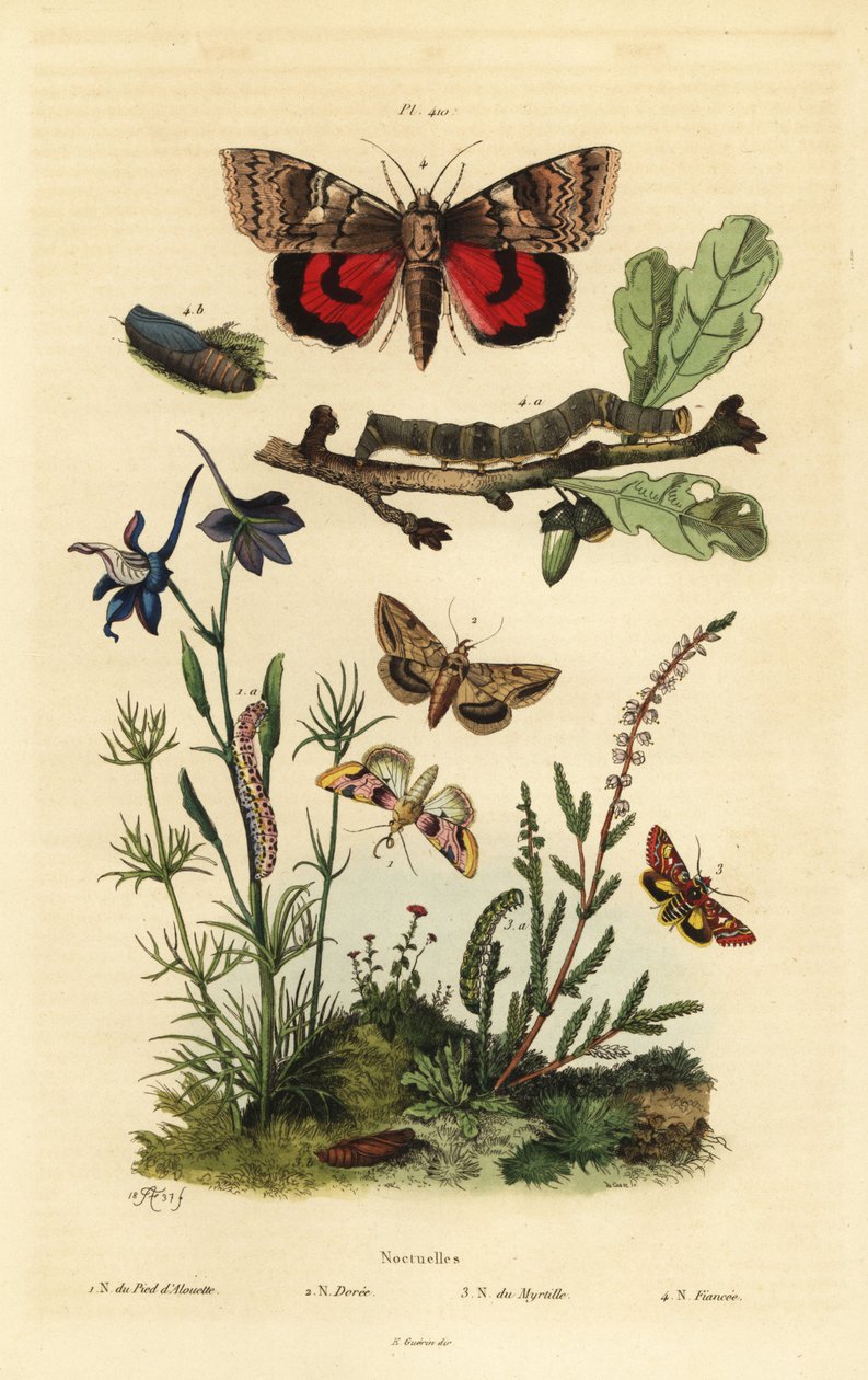Kwiat grochu, Periphanes delphinii 1, bawełnianka, Helicoverpa armigera 2, żółte podskrzydło, Anarta myrtilli 3 i duże żółte podskrzydło, Noctua pronuba, larwa i poczwarka 4. Motyle Noctuelles autorstwa Unbekannt