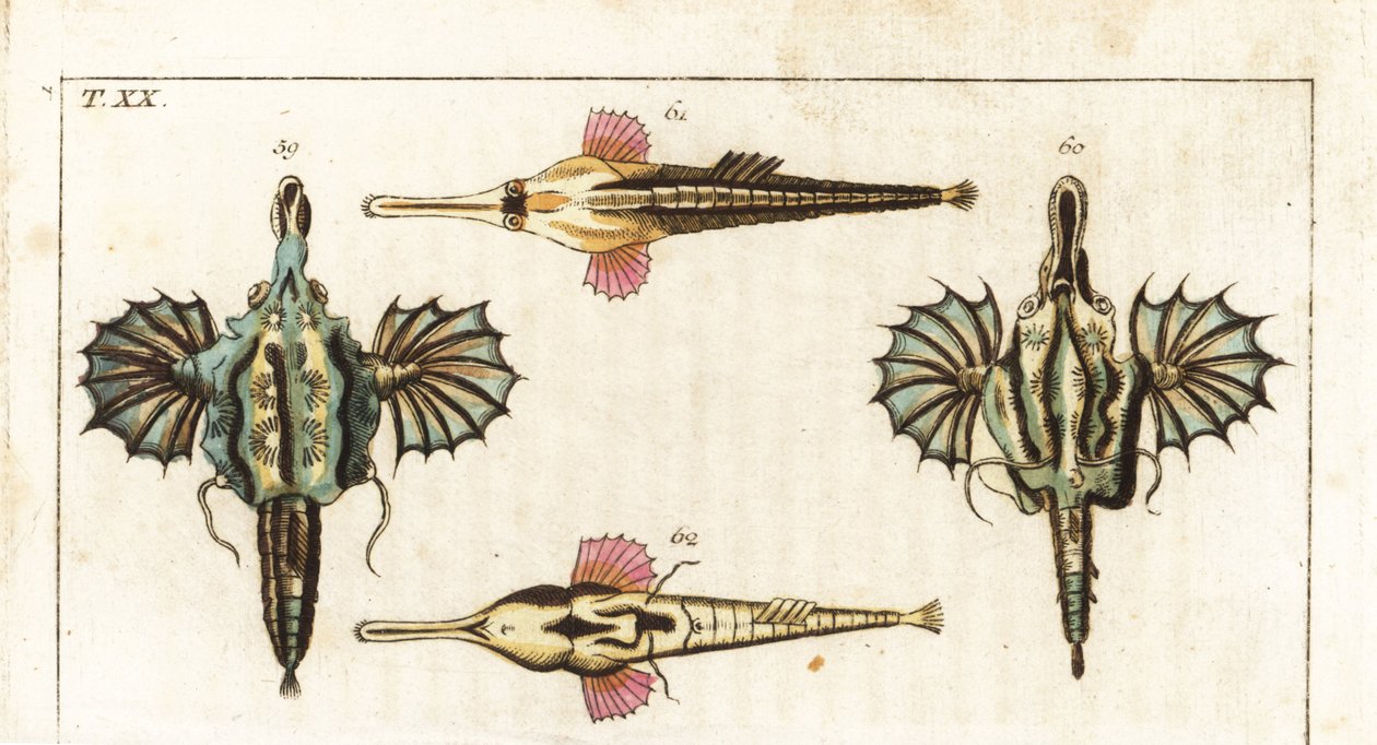 Pegaza (lub mała smocza ryba) - długoogoniasta ryba motyl - Krótka smocza ryba, Eurypegasus draconis 59,60, i długoogoniasta ryba morska, Pegasus volitans 61,62. Ręcznie kolorowany miedzioryt z Encyklopedii Historii Naturalnej Gottlieba Tobiasa Wilhelma: R autorstwa Unbekannter Künstler
