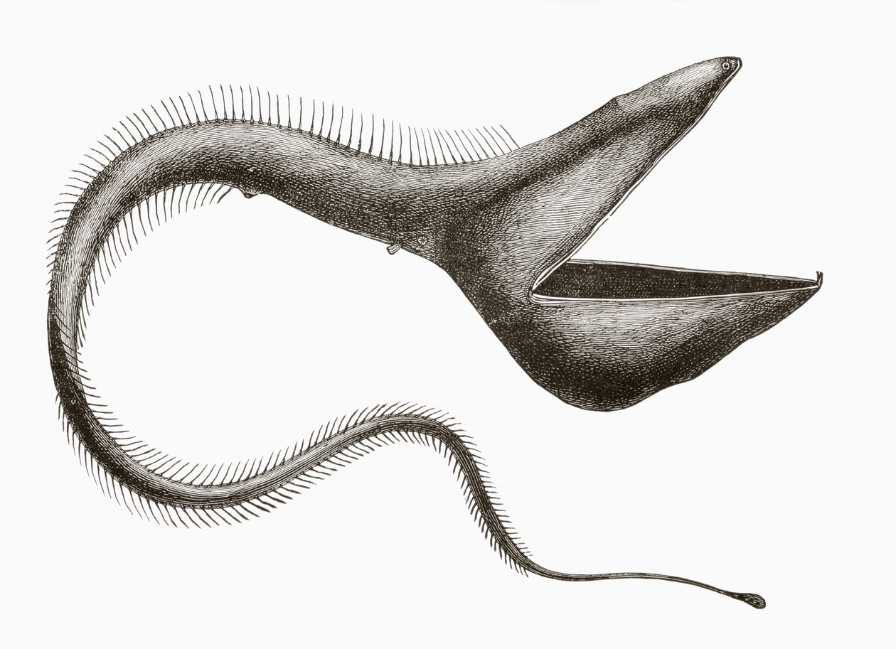 Pelican Eel lub Eurypharynx pelecanoides, ryba głębinowa rzadko widywana przez ludzi, z „El Mundo Ilustrado”, opublikowanej w Barcelonie, około 1880 r. autorstwa Unknown