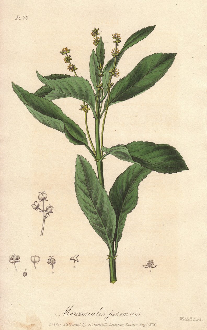 Mercurialis perennis (Mercurialis perennis) - mocna woda autorstwa Williama Clarke