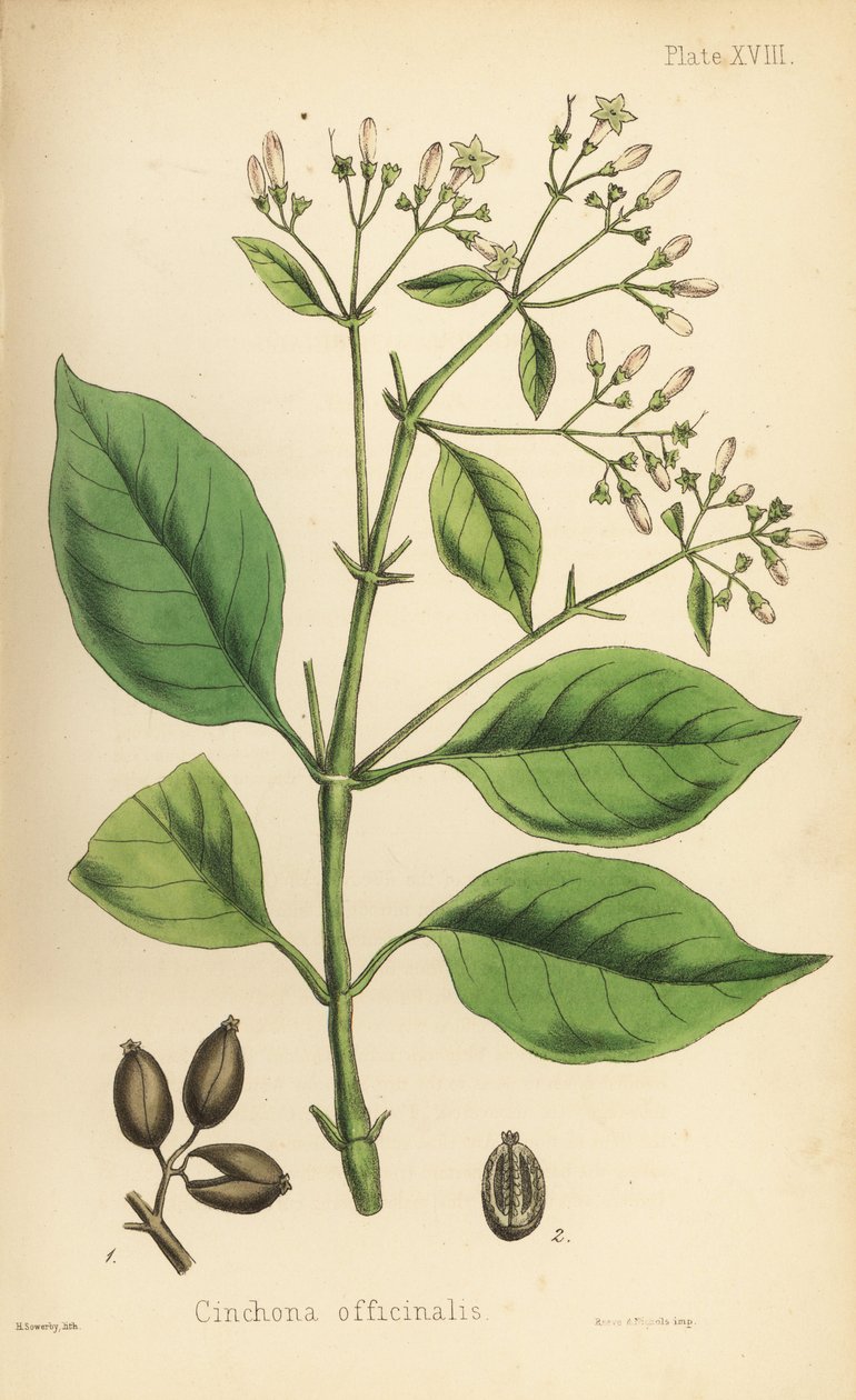 Peruwiańskie drzewo kory lub chinina, Cinchona officinalis. Ręcznie kolorowana litografia autorstwa Henry