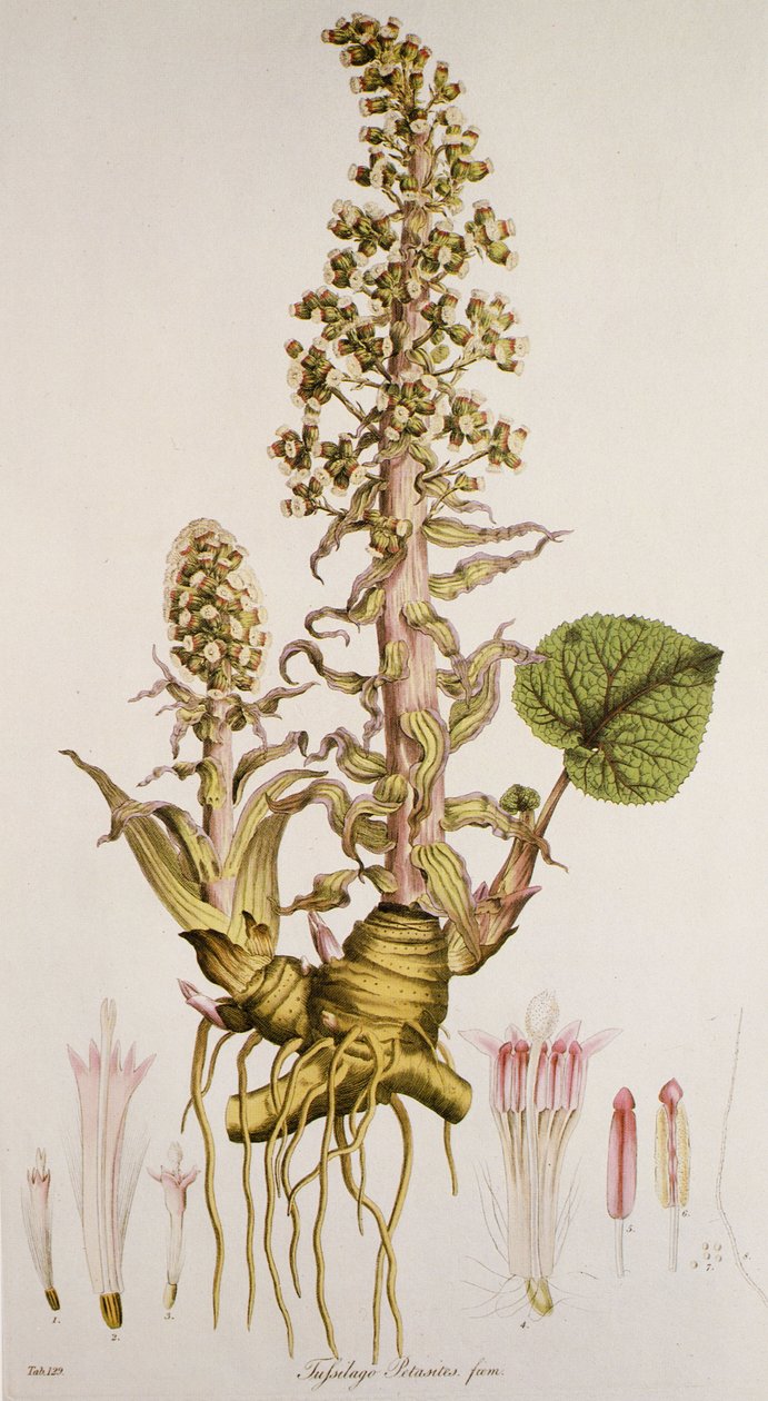 Petasites sp./Petasite autorstwa Unbekannt