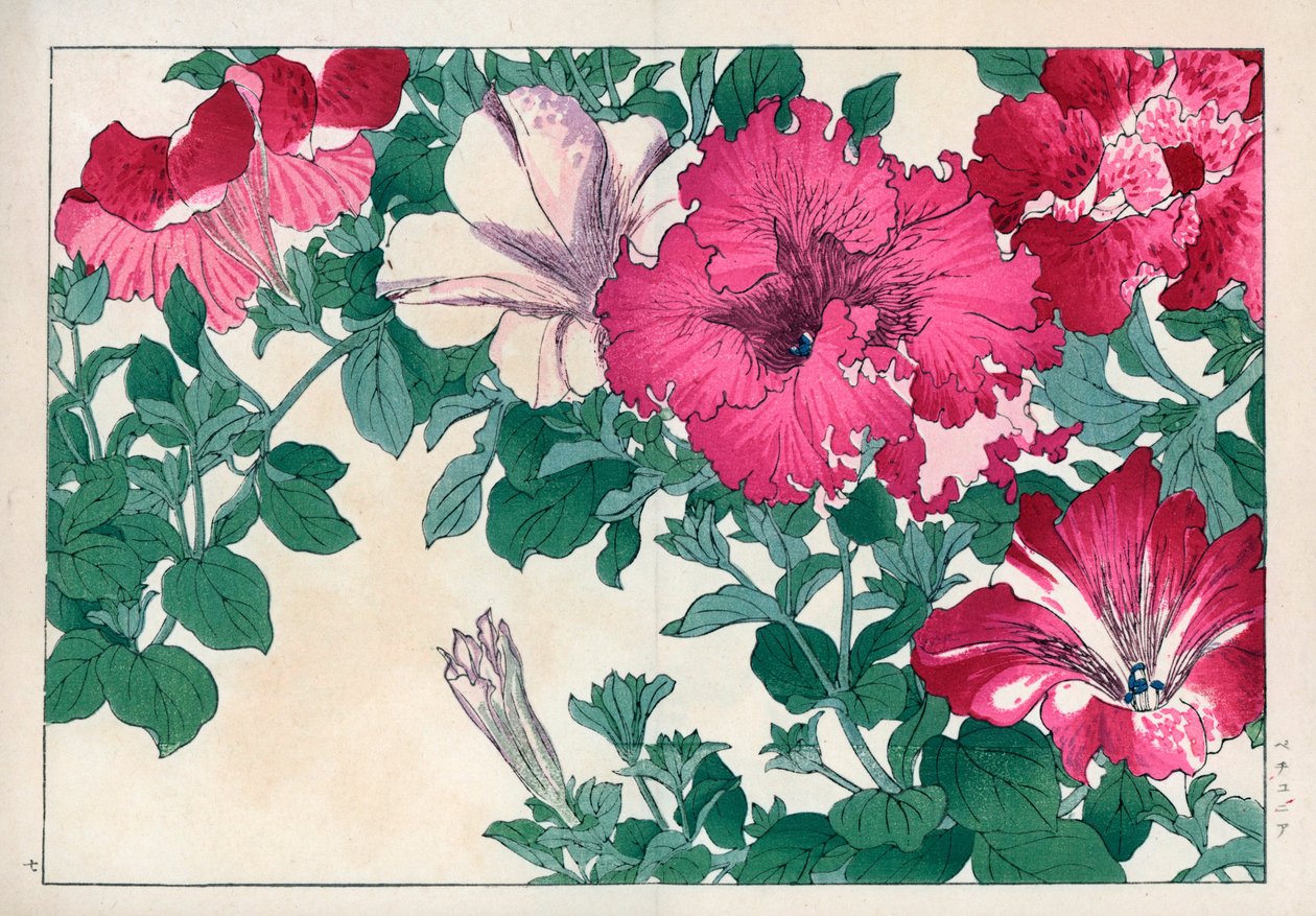 Odmiana petunii (różowa i biała). Odmiany petunii. Ręcznie kolorowany drzeworyt z "Seiyou Sokazufu" Konana Tanigamiego (Pictorial Album of Western Plants and Flowers: Summer), Unsodo, Kioto. autorstwa Unbekannter Künstler