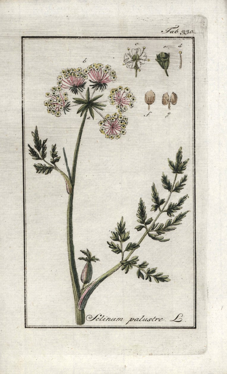 Peucedan marsh lub pietruszka błotna (Selinum marsh). Litografia z "Afbeelding der Artseny-Gewassen" Johannesa Zorna (1739-1799), Holandia autorstwa Unbekannter Künstler
