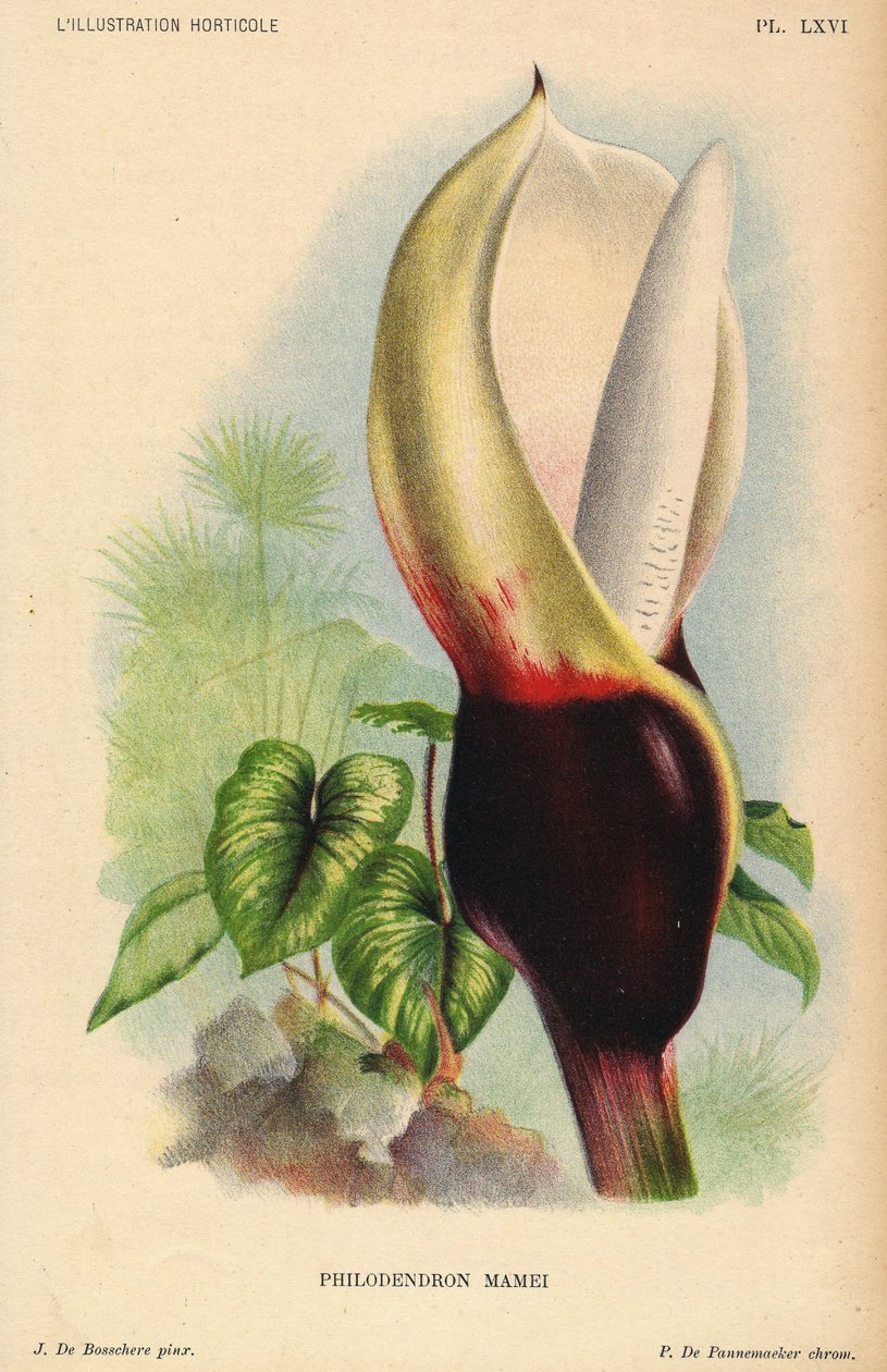 Philodendron mamei z białymi i krwistoczerwonymi kwiatostanami. Tropikalna roślina egzotyczna. Ilustracja J. de Bosschere, litografia P. de Pannemaeker, opublikowana około 1880 r. w Gandawie (Belgia), w L
