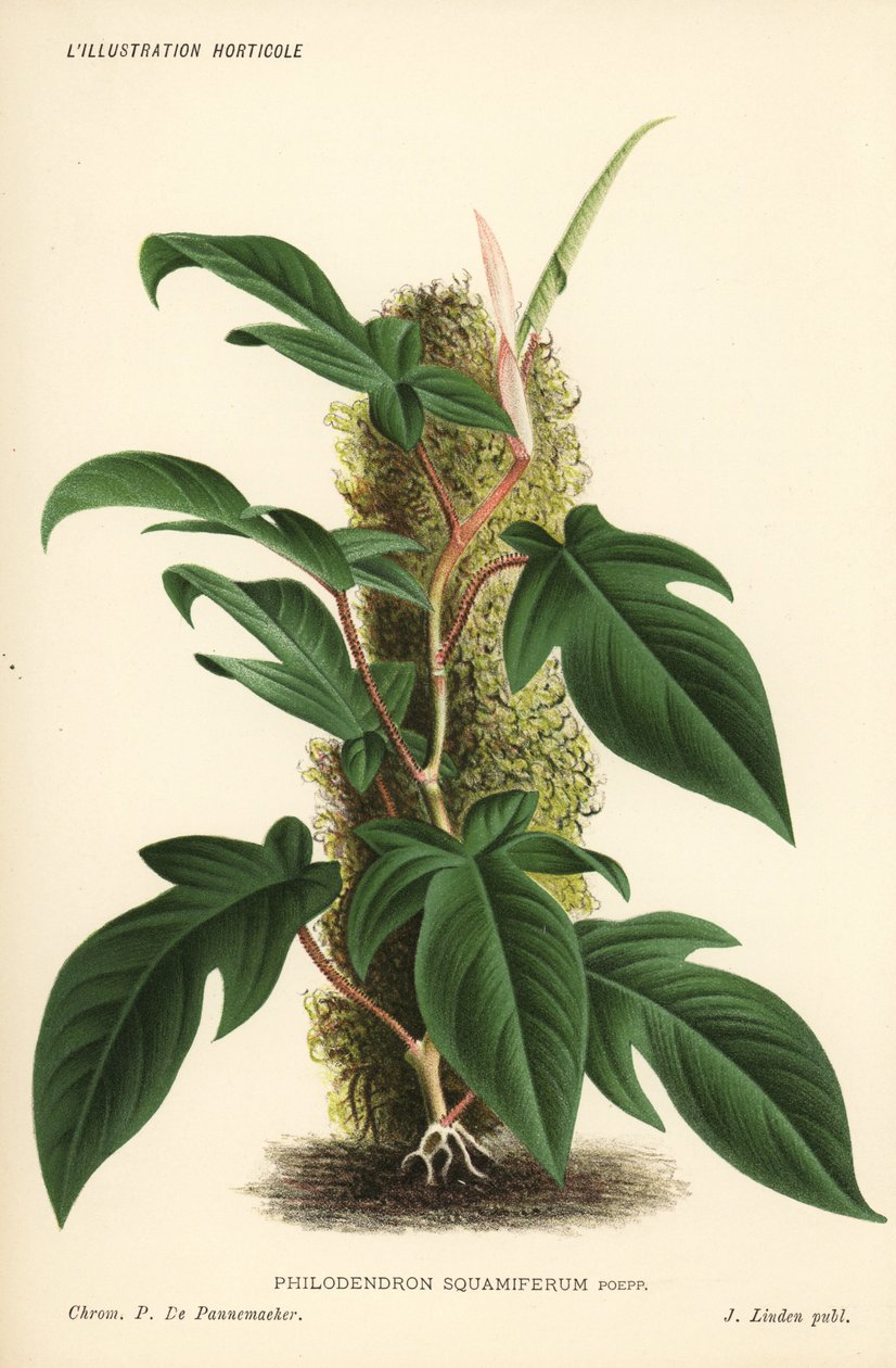 Roślina liściasta Philodendron squamiferum. Chromolitografia autorstwa Pietera de Pannemaekera z ilustracji Jean Linden