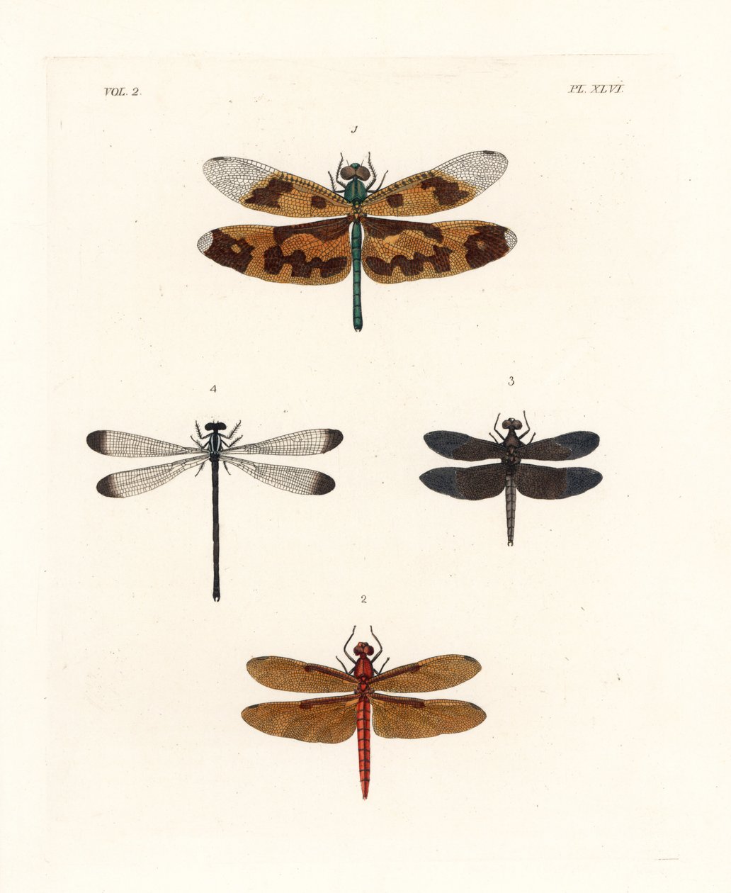 Ważka skrzydlata, Rhyothemis variegata 1, skimmer leśny, Neurothemis fulvia 2, skimmer pied paddy, Neurothemis tullia 3 i shadowdamsel, Palaemnema paulina 4. Ręcznie kolorowana litografia z nowego wydania "Il autorstwa Unbekannter Künstler