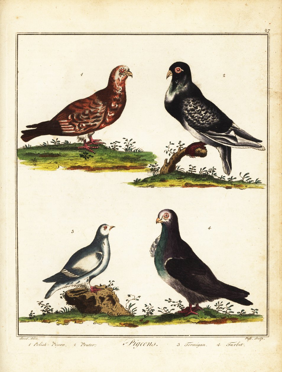 Gołębie: gołąb polski, pouter, pardwa i turbit. 1792 (grawerowanie) autorstwa Unbekannter Künstler