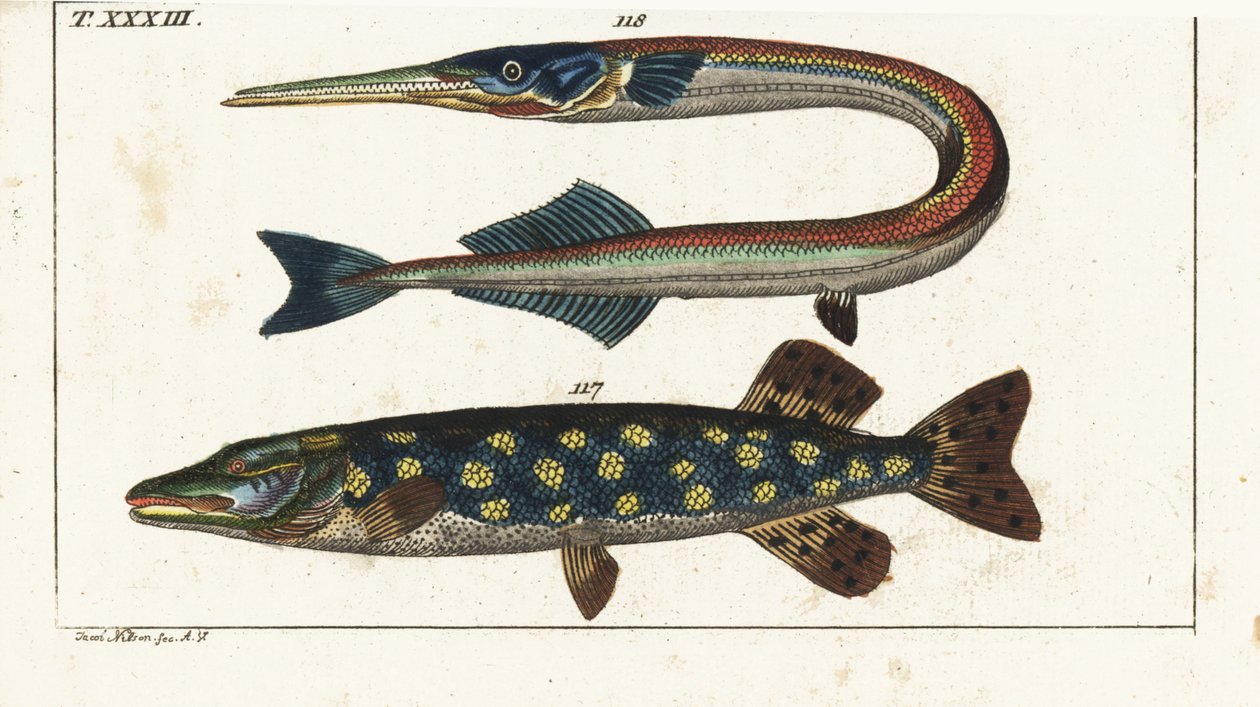 Szczupak (lub szczupak północny) - Orphia - Szczupak północny, Esox lucius 117, i iglicznia lub belona morska, Belone belone 118. Ręcznie kolorowany miedzioryt według Jacoba Nilsona z Encyklopedii Historii Naturalnej Gottlieba Tobiasa Wilhelma: Ryby, Augsb autorstwa Unbekannter Künstler